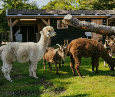 Alpacas t Boetje 2