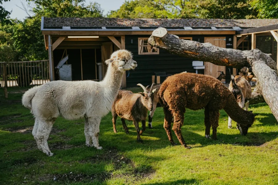 Alpacas t Boetje 2